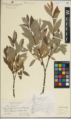 Foto von Salix lapponum L.